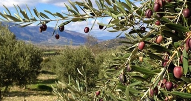 Paşaköy Çiftliği’ndeki 33 dönüm zeytin bahçesindeki zeytinler kapalı zarf usulü satılacak