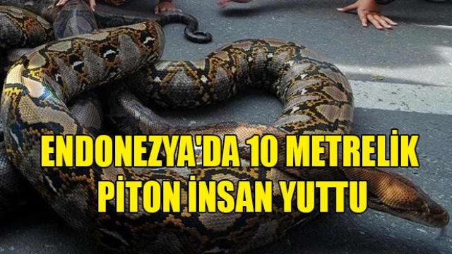 Endonezya'da 10 metrelik piton insan yuttu