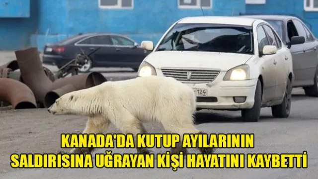 Kanada'da kutup ayılarının saldırısına uğrayan kişi hayatını kaybetti