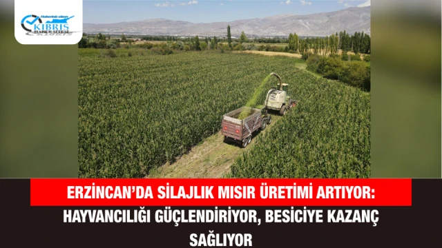 Erzincan’da Silajlık Mısır Üretimi Artıyor: Hayvancılığı Güçlendiriyor, Besiciye Kazanç Sağlıyor
