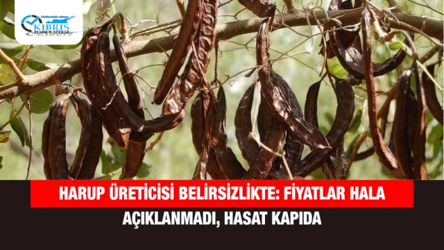 Harup Üreticisi Belirsizlikte: Fiyatlar Hala Açıklanmadı, Hasat Kapıda