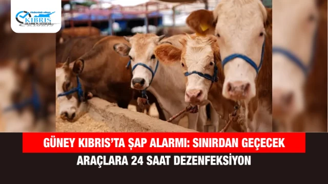 Güney Kıbrıs’ta Şap Alarmı: Sınırdan Geçecek Araçlara 24 Saat Dezenfeksiyon