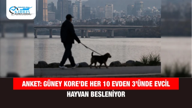 Anket: Güney Kore’de Her 10 Evden 3’ünde Evcil Hayvan Besleniyor