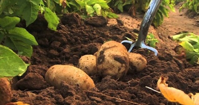 İlkbahar patates ekimi yapılan arazilerin beyan süresi yarın sona erecek