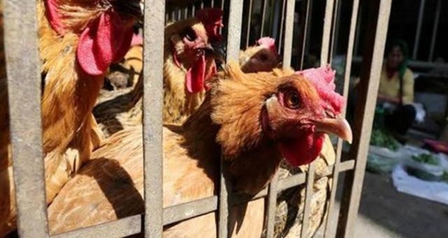 Avustralya’da koronavirüsün son kurbanı tavuklar oldu