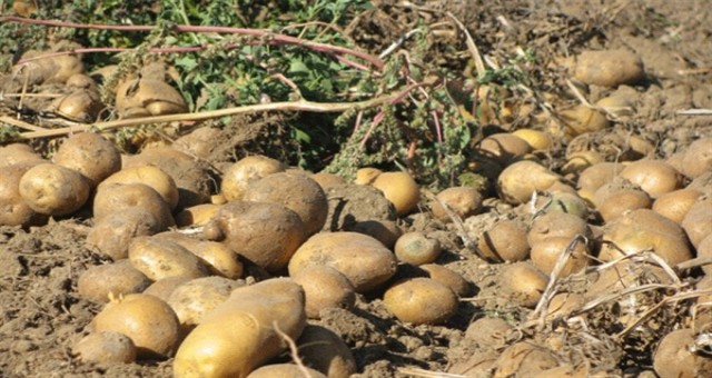 İlkbahar patates askı listesi asıldı