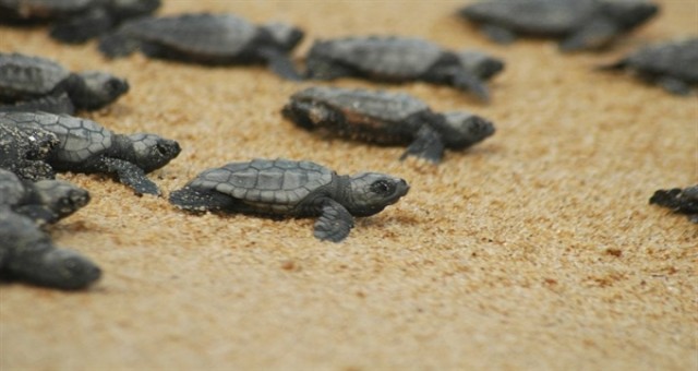 Yarın Caretta Caretta Şenliği düzenlenecek