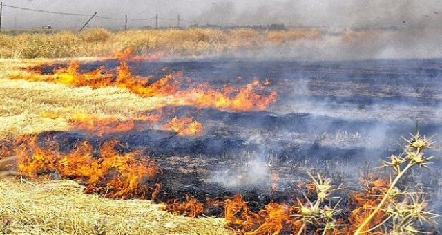 Yılmazköy'de çıkan yangında 30 dönüm anız kül oldu