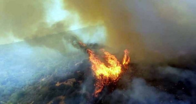 Milas ve Bodrum'da orman yangını