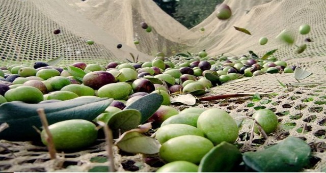 Zeytin hasadı başlama tarihleri duyuruldu