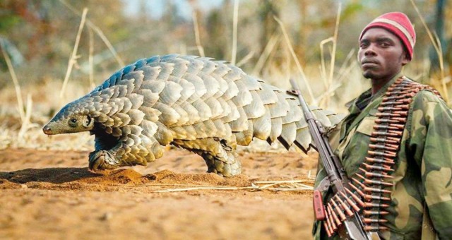 Kongo'da isyancılar pangolin kaçırıp fidye istedi