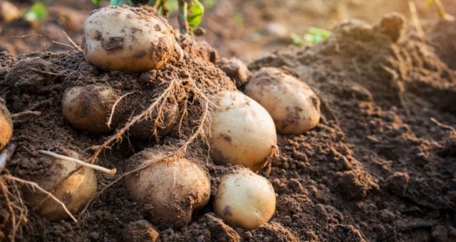 Tarım Bakanlığı, patates üreticileri için duyuruda bulundu.