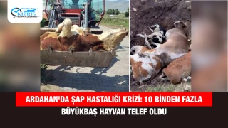 Ardahan'da Şap Hastalığı Krizi: 10 Binden Fazla Büyükbaş Hayvan Telef Oldu