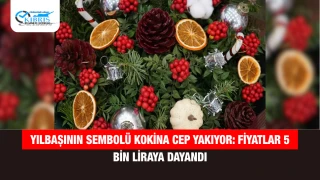 Yılbaşının sembolü kokina cep yakıyor: Fiyatlar 5 bin liraya dayandı